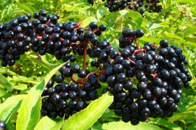 Shtogu, Bima e Artë – Si Ta Përdorni Kundër Diabetit, Inflamacionit dhe Lodhjes Kronike