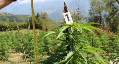 Nuk mbaron droga në Tepelenë, zbulohen edhe 344 rrënjë kanabisi