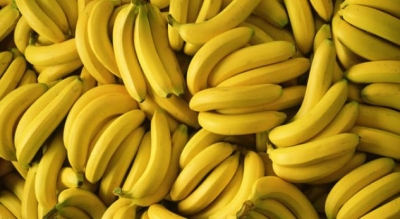 Paralajmërojnë shkencëtarët: Bananet mund të zhduken