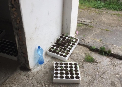 Operacioni “Prita”/ Kapet drogë në Vlorë, dy të arrestuar