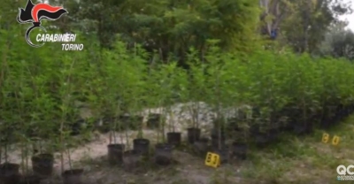 VIDEO/ Një plantacion i tërë me marijuanë, arrestohen dy të rinjtë shqiptarë