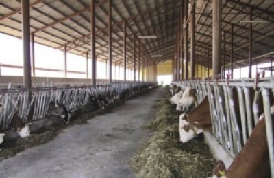 Bashkitë “zhvishen” nga shërbimi i veterinarisë, do ta bëjë qeveria